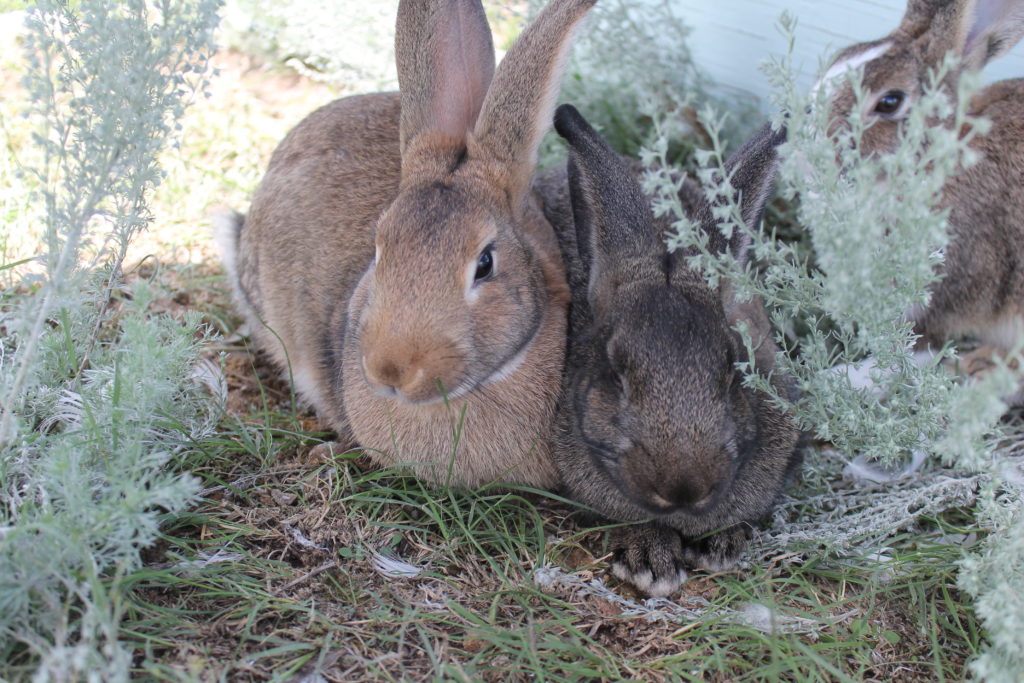 At three months old, the bunnies were too old to sell - Cottontail Acres